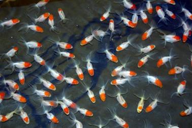 Aja markering laser Vissen in de vijver: goudvissen, koikarpers, sarara, goudwinde, zonnebaars